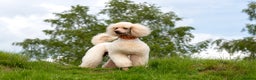 Standard Poodle dogs for stud: SUPERB KC HEALTH TESTED STANDARD POODLE.. in Newport - Advert 3