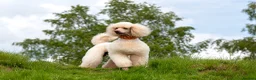 Standard Poodle dogs for stud: SUPERB KC HEALTH TESTED STANDARD POODLE.. in Newport - Advert 3