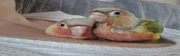 Conures birds for sale: Adorable fully hand reared conures  - Advert 11