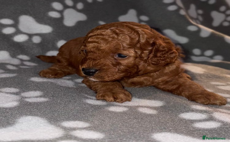 Cockapoo dogs - Advert 10