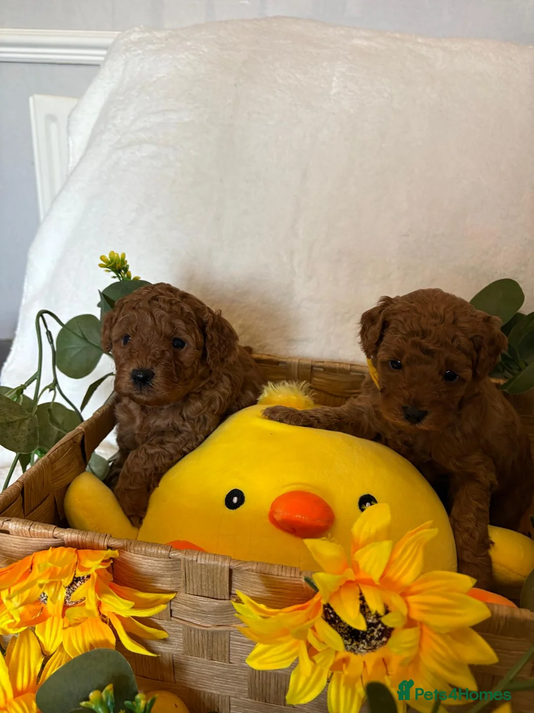 Cavapoo dogs for sale: F1b Fox Red Cavapoos - Advert 9