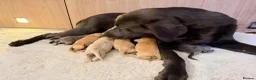 Labrador Retriever dogs for sale: Labrador puppies - Advert 2