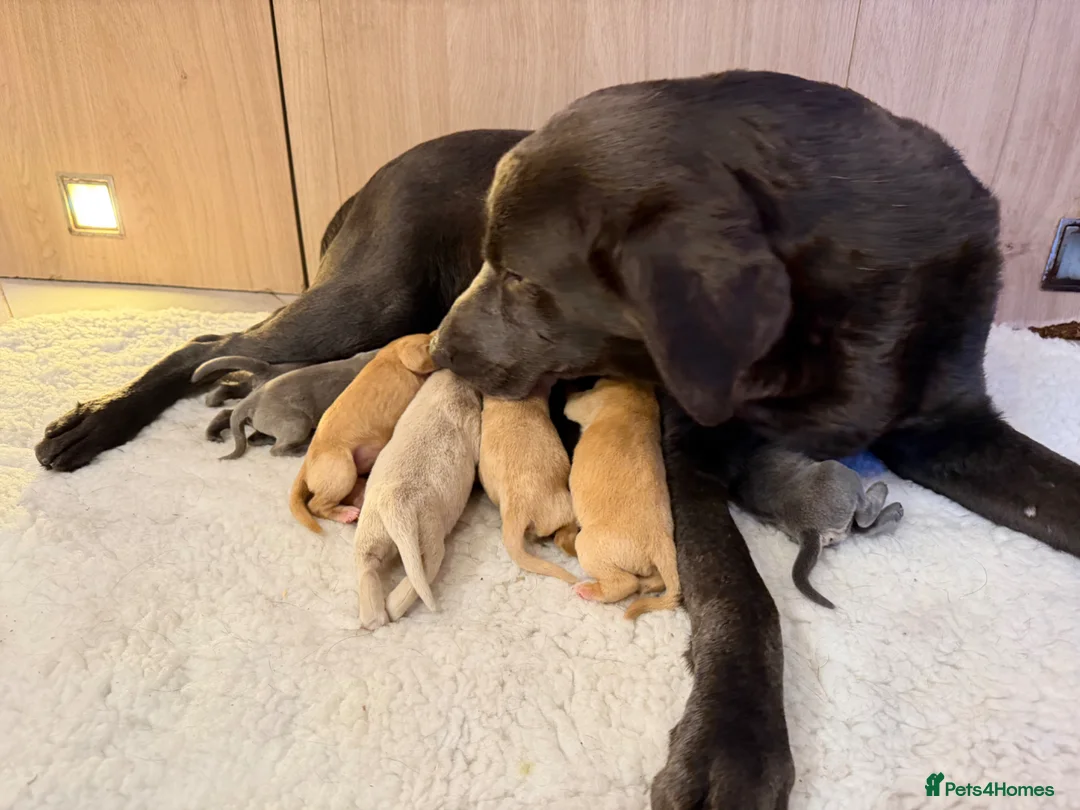 Labrador Retriever dogs for sale: Labrador puppies - Advert 2