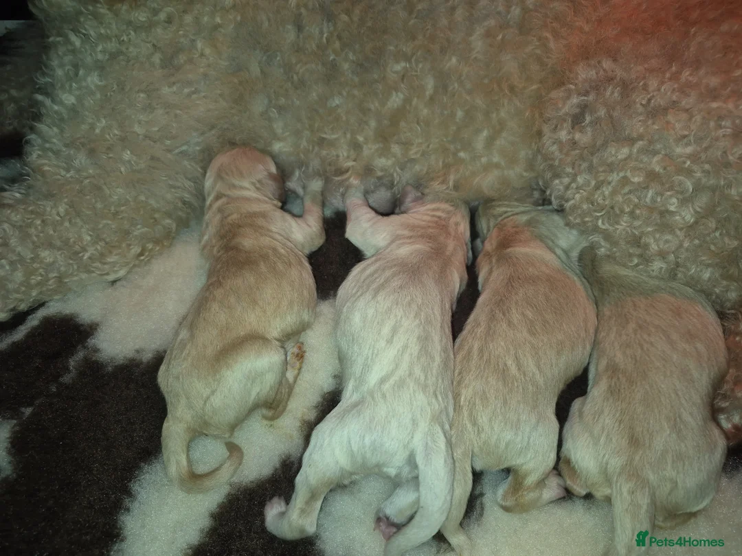 Goldendoodle dogs for sale: F1 standard goldendoodle  in Derby - Advert 12