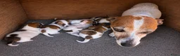 Jack Russell dogs for sale: Jack Russell puppy’s - Advert 1