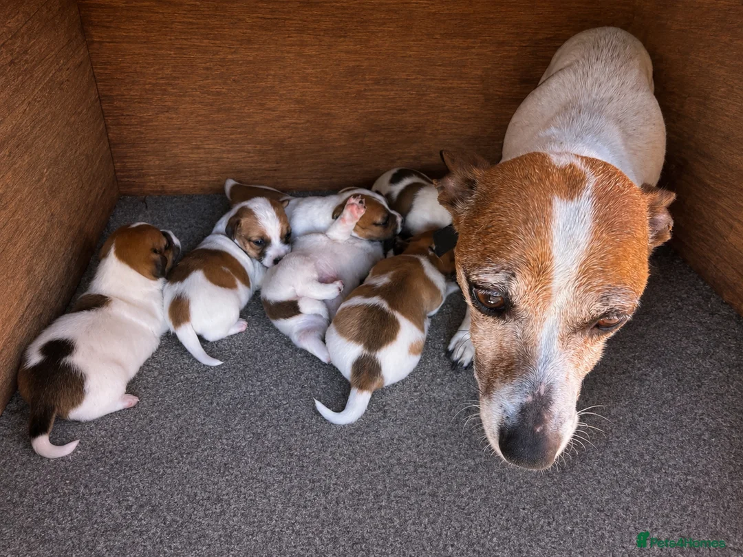 Jack Russell dogs for sale: Jack Russell puppy’s - Advert 1