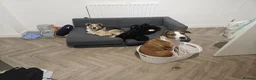 Mixed Breed dogs for stud: Stud Border Collie x Jack Russel  in Watlington - Advert 7