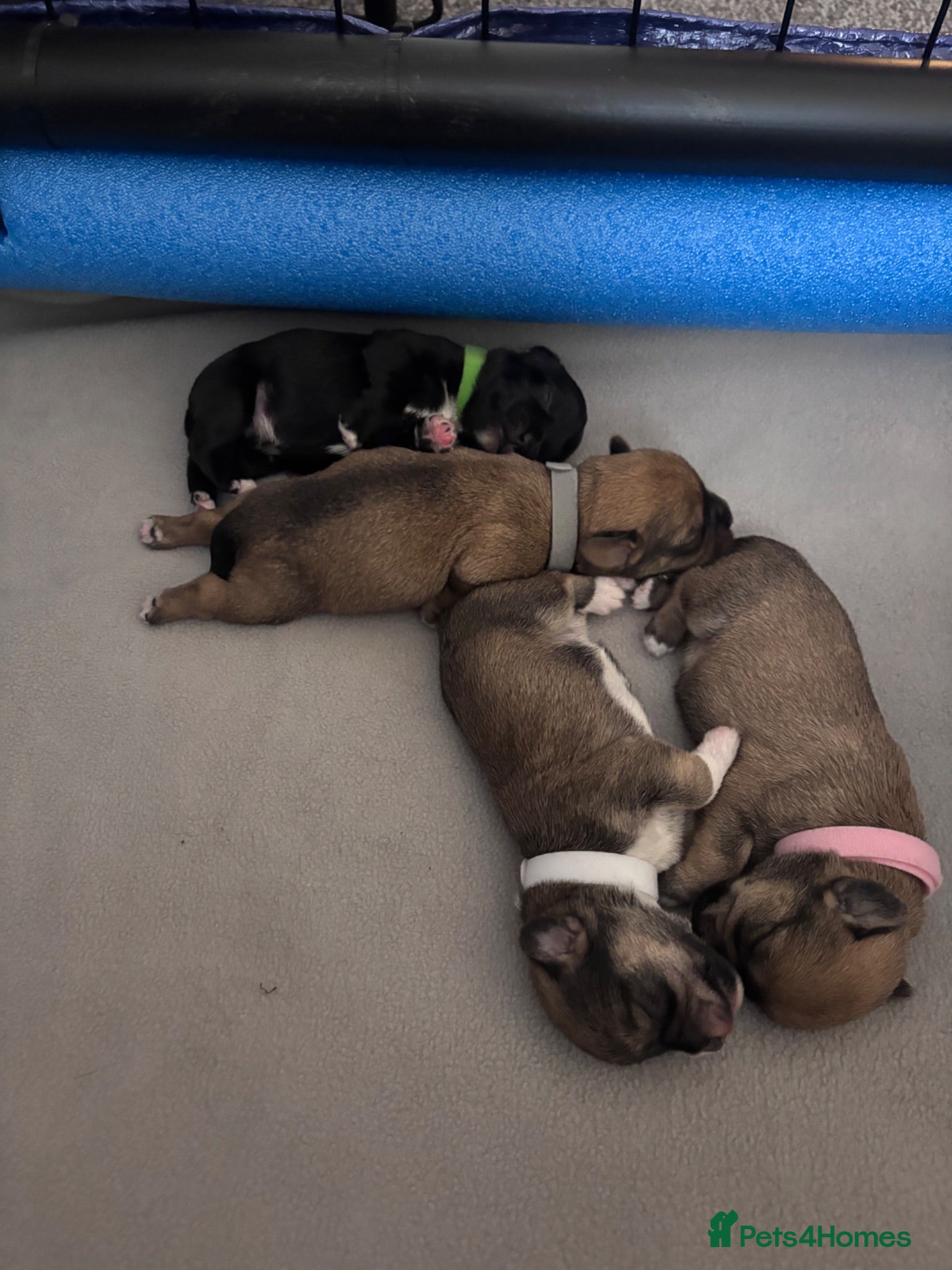 Mixed Breed dogs Schapso puppies  - Advert 10