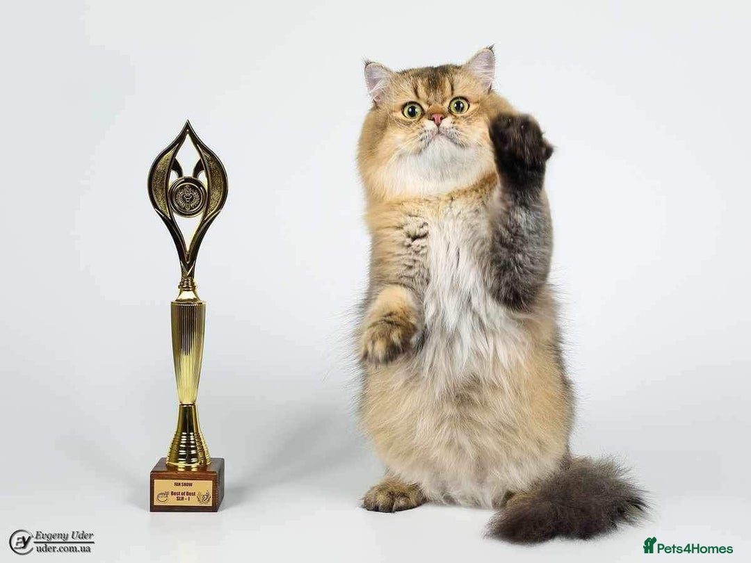 Scottish Fold cats for sale: Pedigree Scottish Fold & Straight kittens  - Image 10