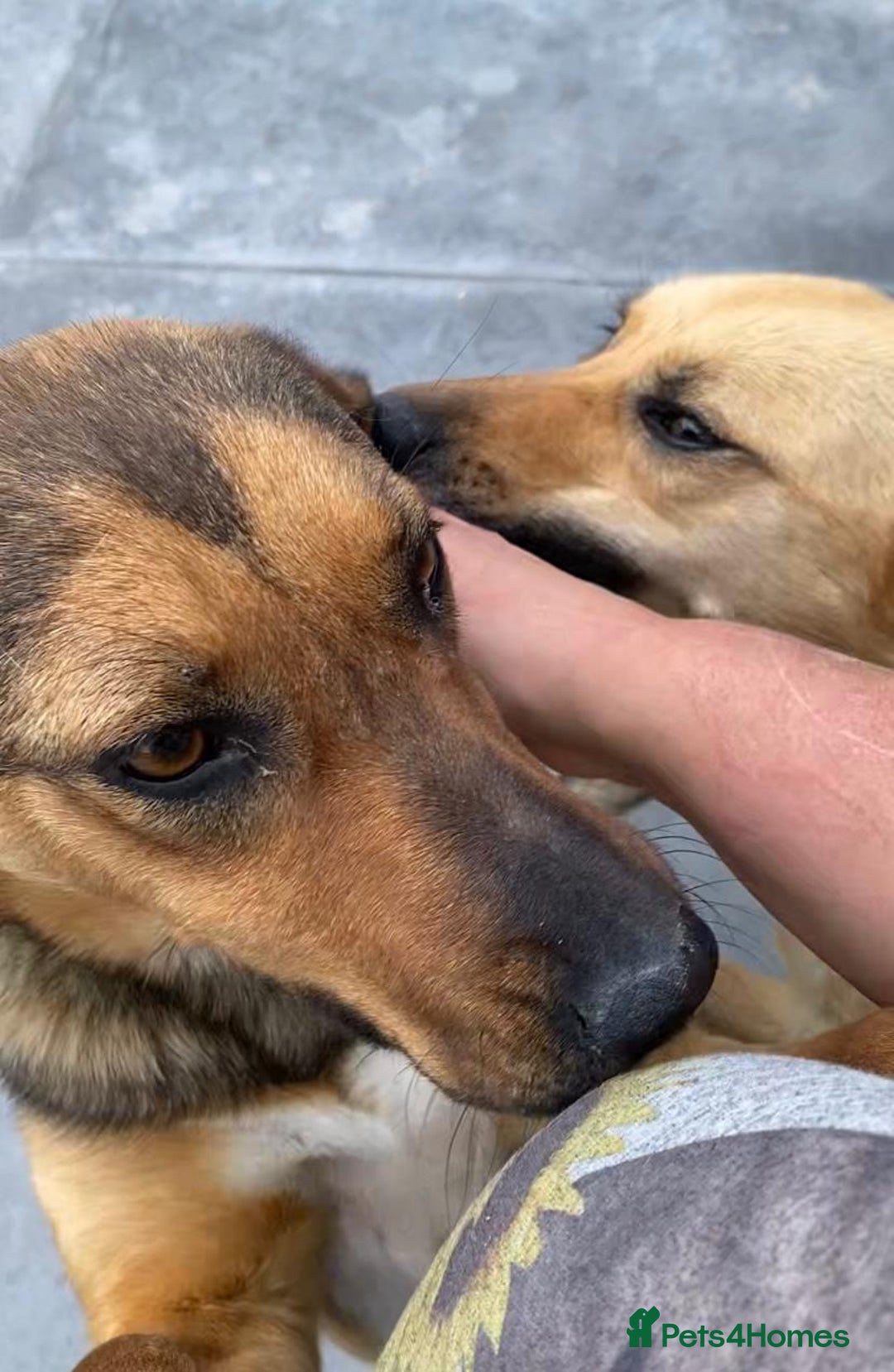 Mixed Breed dogs for adoption:  Lilija. 2 yrs old. Reserved stc. in Brixham - Image 4