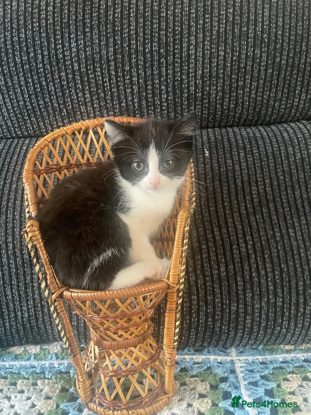 Mixed Breed cats for sale: One male one female available first week in July  - Advert 17
