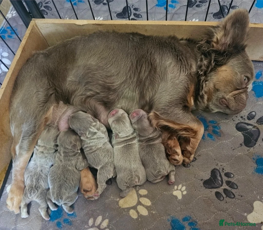 French Bulldog dogs for sale: French bulldog pups - Advert 10