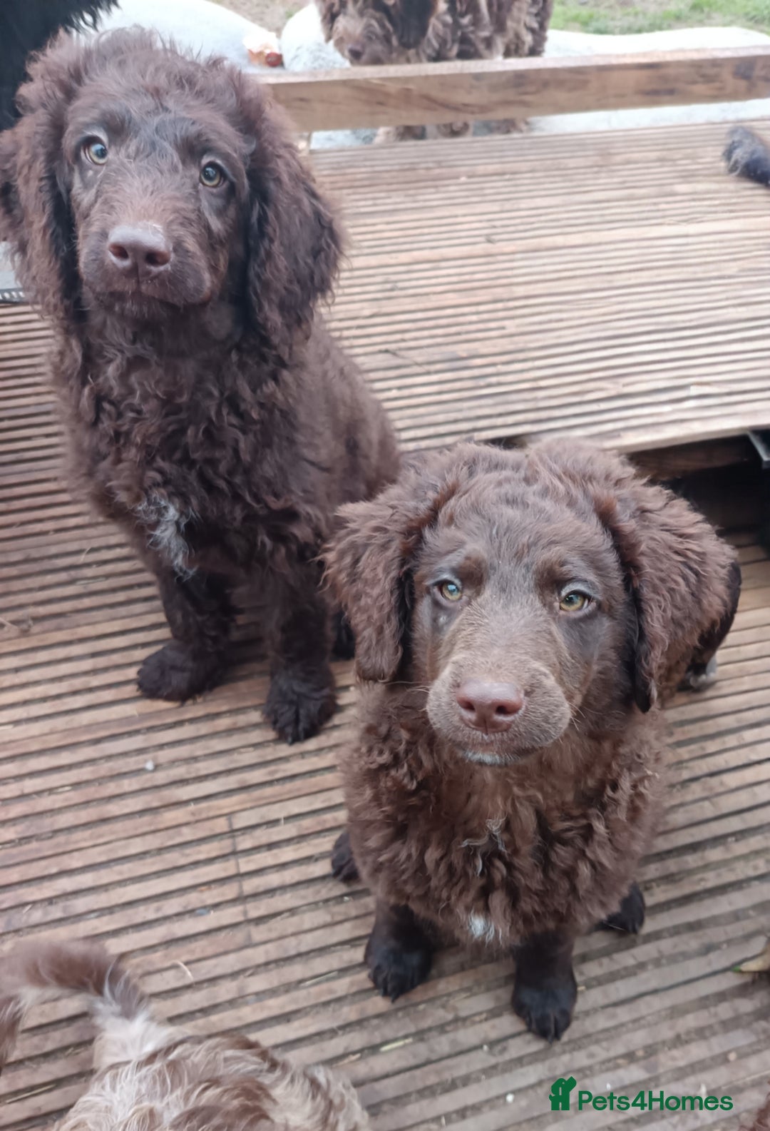 Australian Labradoodle dogs for sale: Health Tested ✔️ BOTH✔️ Parents HIP& ELBOW scored - Advert 6