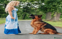 German Shepherd dogs for sale: Superb litter from up coming Top German Male  - Image 5