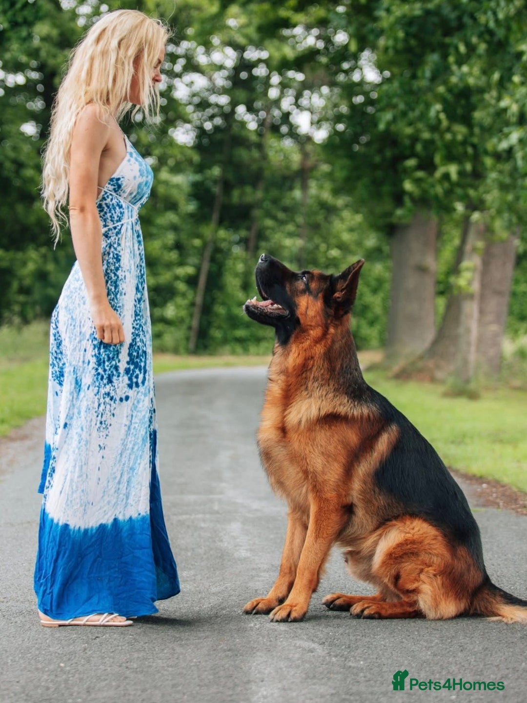 German Shepherd dogs for sale: Superb litter from up coming Top German Male  - Image 5