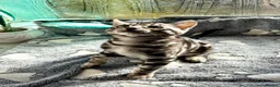 Bengal cats for sale: Stunning pedigree Bengal kitten only one left  - Advert 14