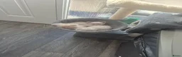 Scottish Fold cats for sale: Scottish fold and stright kittens  - Advert 12