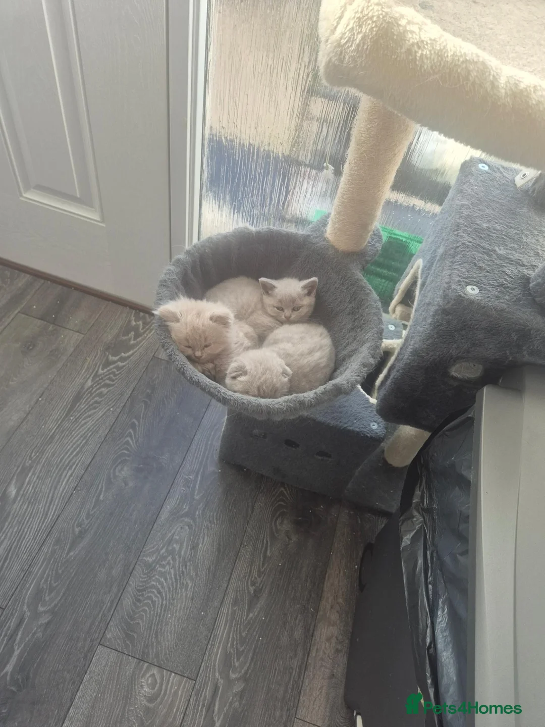 Scottish Fold cats for sale: Scottish fold and stright kittens  - Advert 12