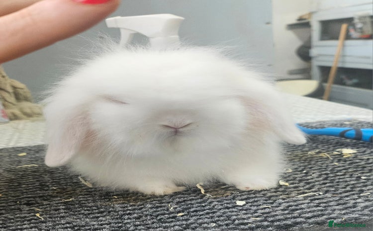 Mini Lion Lop rabbits - Advert 1