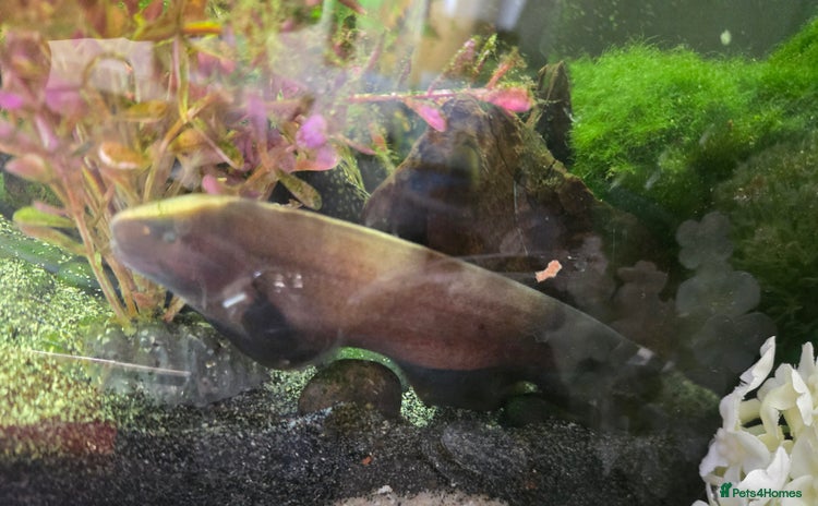 Other/Mixed Breed fish for sale - Advert 2