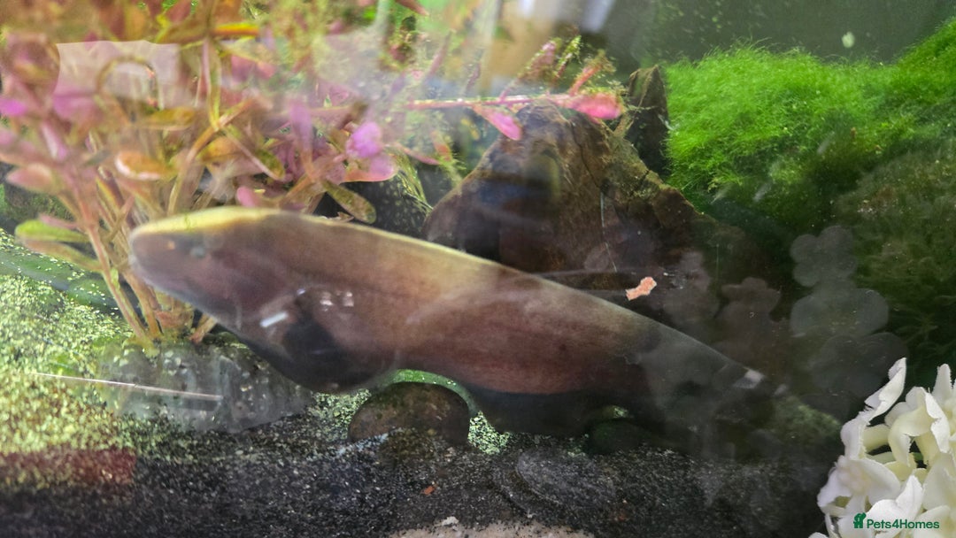 Other/Mixed Breed fish for sale: Ghost Knife fish  - Image 1
