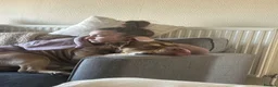 American Bully dogs for sale: American pocket bully  in Stafford - Advert 4