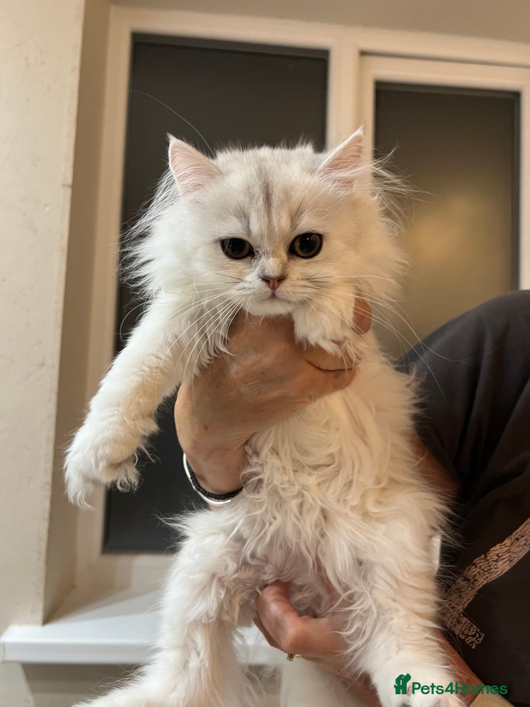 Scottish Fold cats for sale: Scottish Kittens – Fold & Straight – Ready Now - Image 12