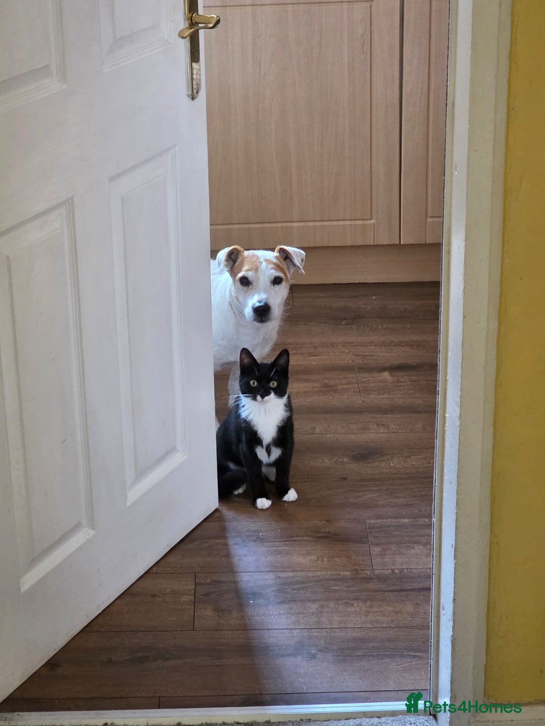 Mixed Breed cats for sale: Kittens for sale - Image 10