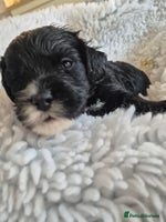 Cockapoo dogs - Advert 7