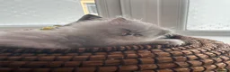 Persian cats for sale: Adorable Silver tipped Persian Boy  in Porthcawl - Advert 16