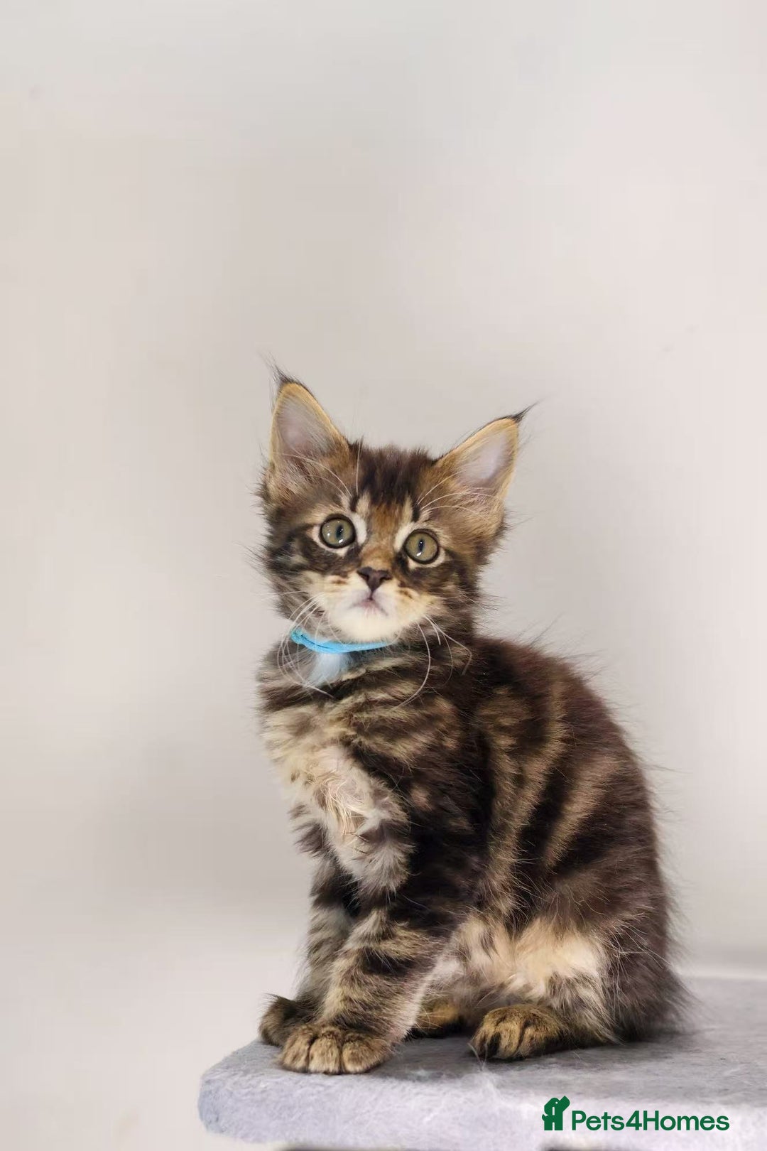Maine Coon cats for sale: TICA registered Giant Maine coon   - Image 9