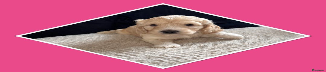 Dark pink collar girl