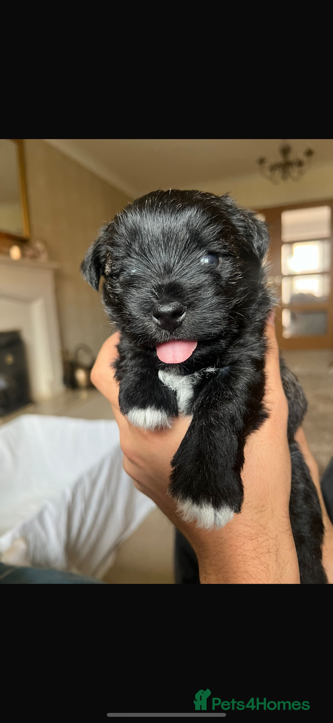 Mixed Breed dogs for sale: Teddy Junior - Image 5