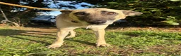 Mixed Breed dogs for adoption: Asha - Norwich Norfolk  - Advert 8