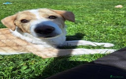 Mixed Breed dogs for adoption: 👑Rex👑 for adoption, coming into DONCASTER - Image 3
