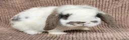 Mini Lop rabbits for sale: Mini lop bucks  in Romsey - Advert 7