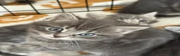 Mixed Breed cats for sale: British Short & Grey Tabby kittens - Advert 4