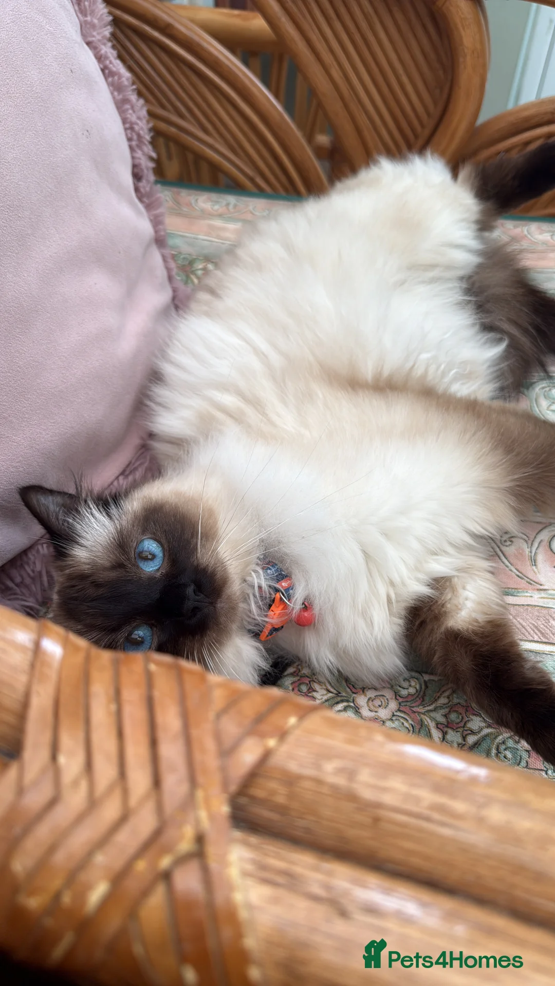 Mixed Breed cats for sale: Ragdoll mixed kittens  in Luton - Advert 1
