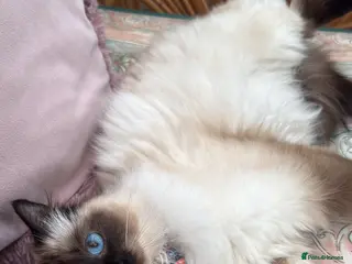 Mixed Breed cats Ragdoll mixed kittens - Advert 6