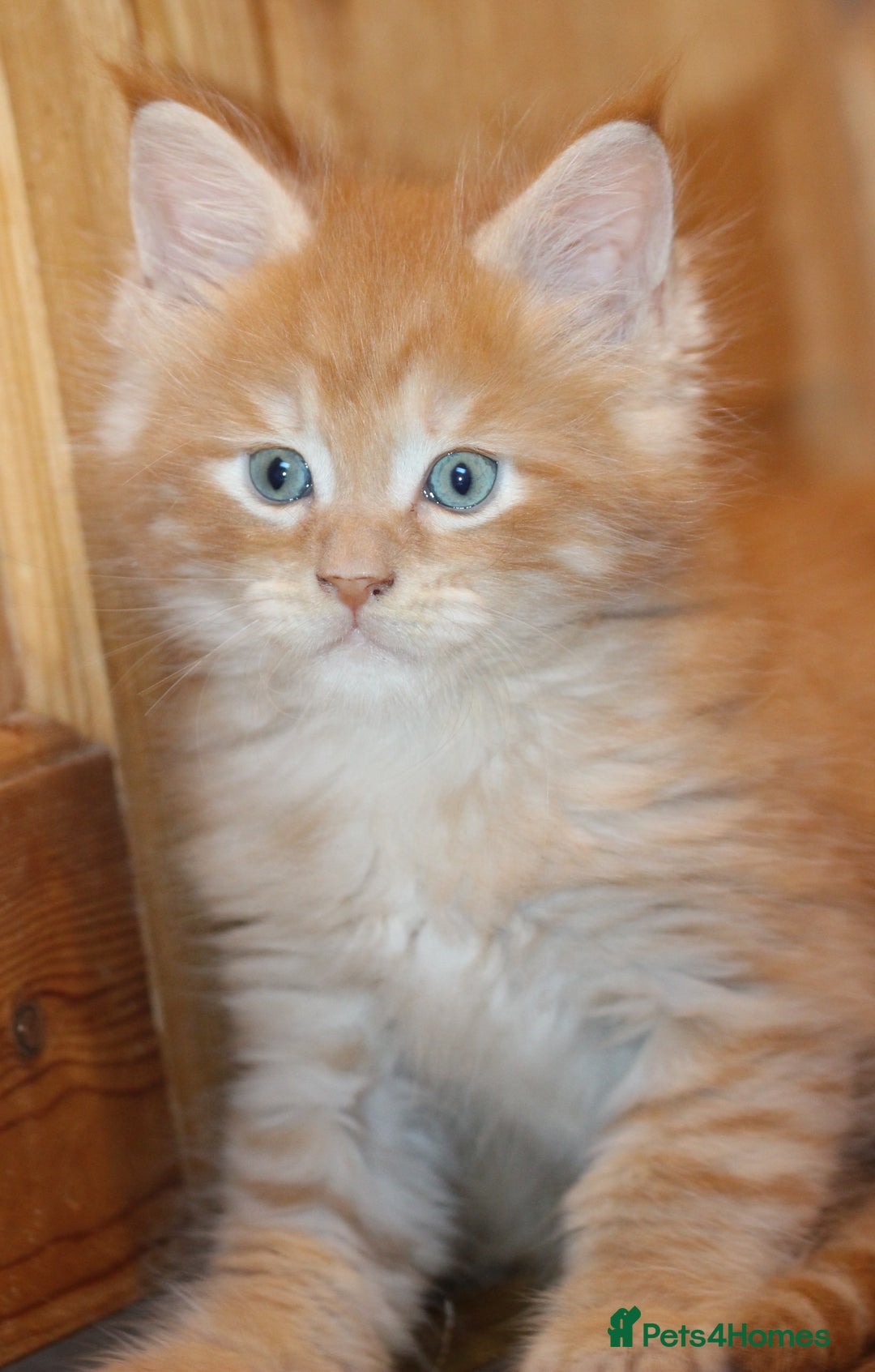 Maine Coon cats for sale: Handsome Maine Coon boys GCCF - Advert 11
