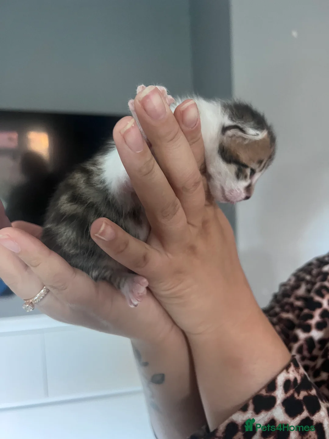 Mixed Breed cats for sale: Kittens in Spalding - Advert 2