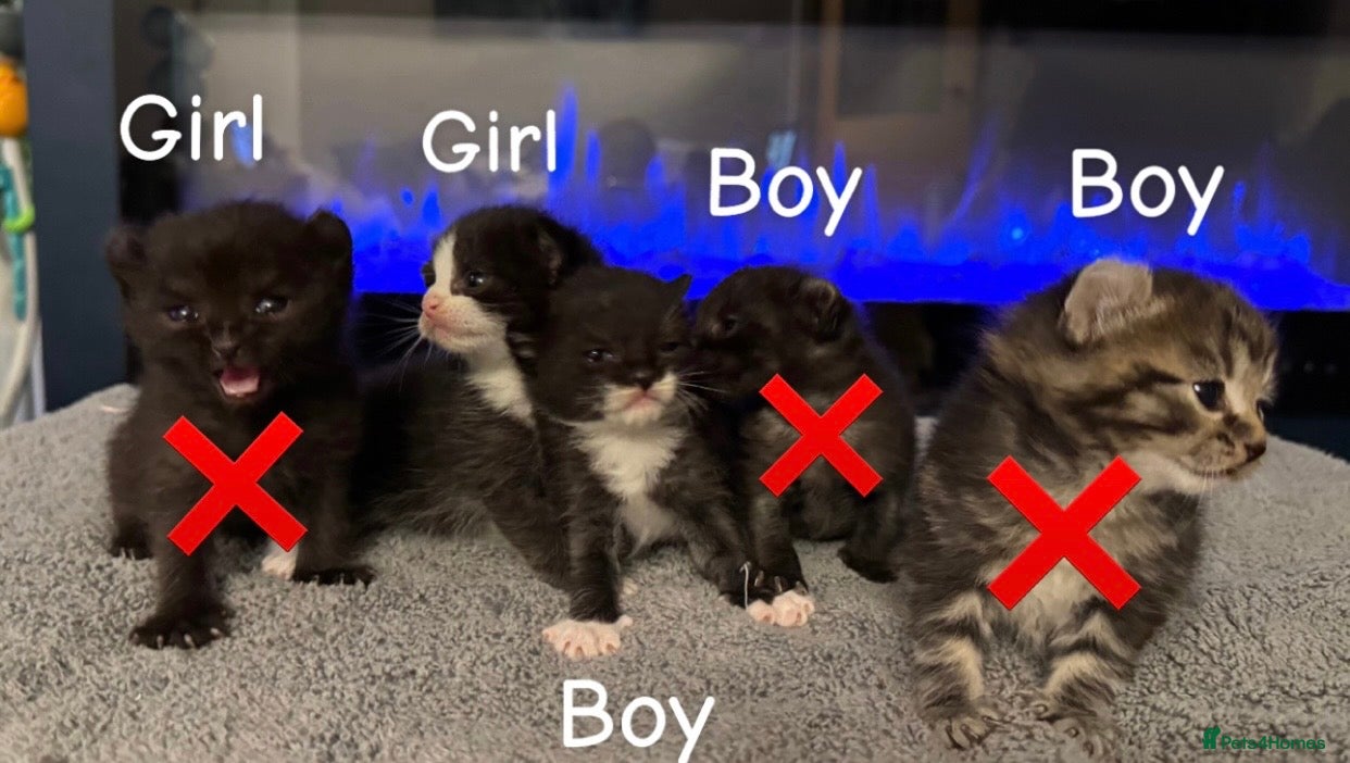 Mixed Breed cats Sphynx cross kittens x5 - Advert 12