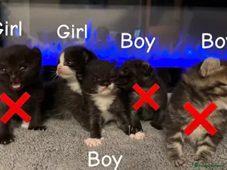 Mixed Breed cats Sphynx cross kittens x5 - Advert 12