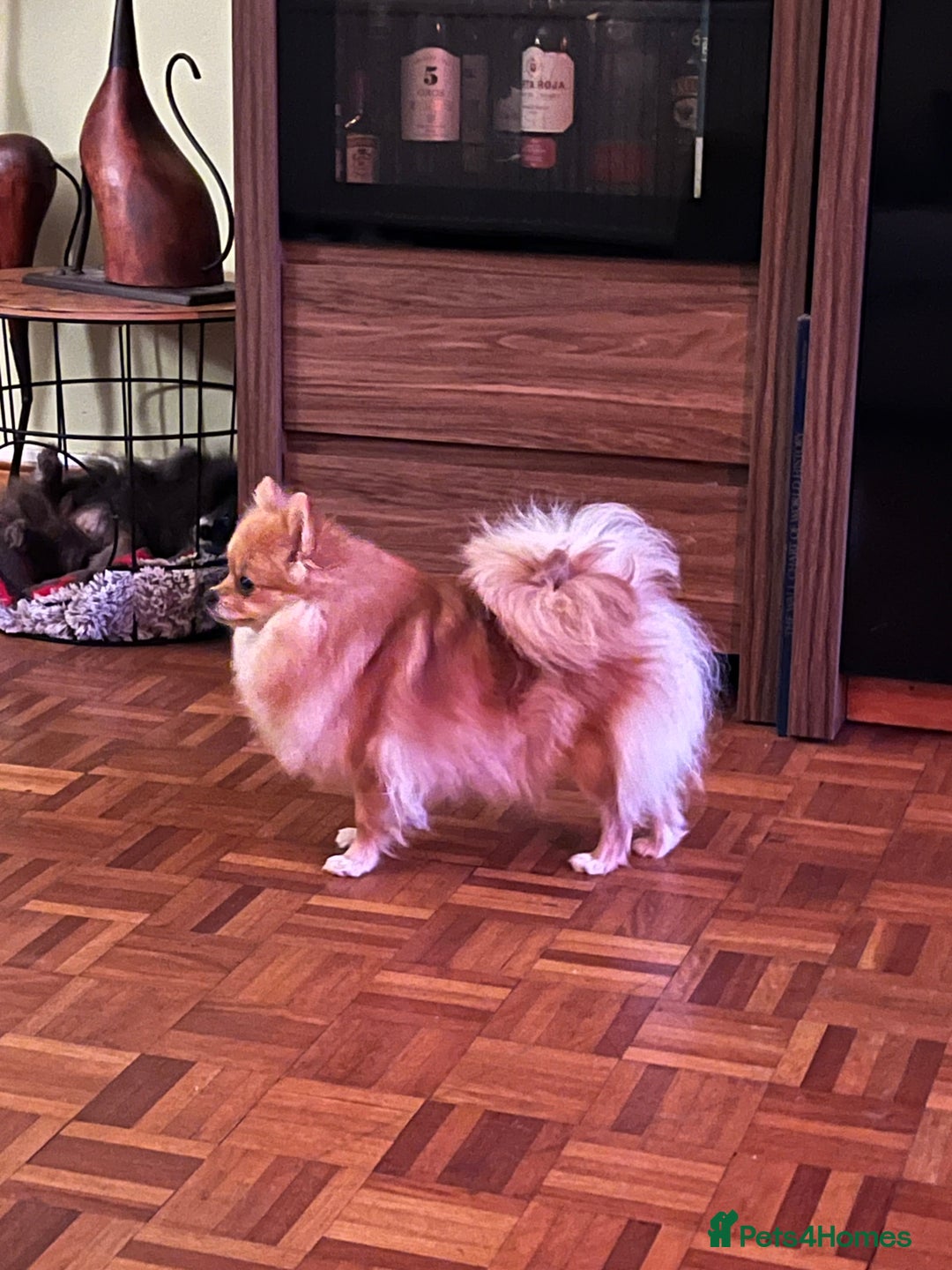 Pomeranian dogs for sale: Small size Pom girl for sale  - Image 10