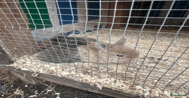 Mini Lop rabbits - Advert 4