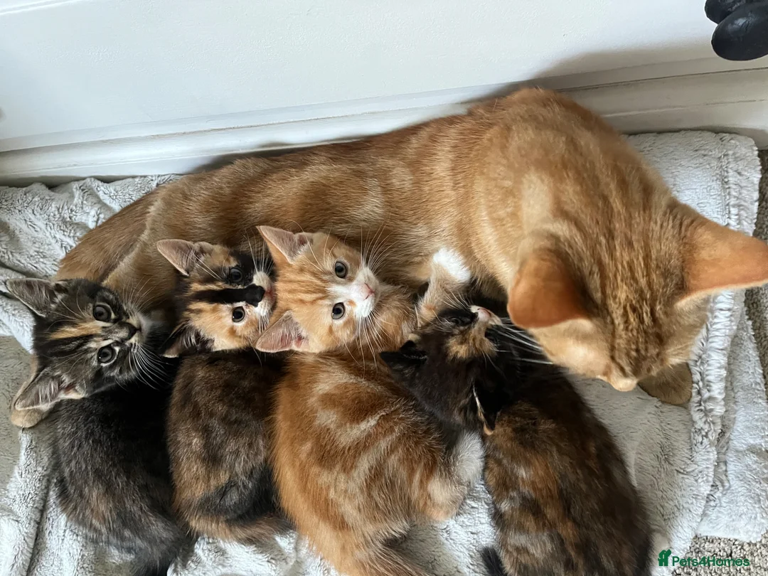 British Shorthair cats for sale: Ginger male, 1 boy and 2 girls  - Advert 8