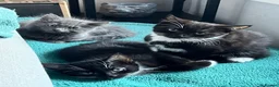 Russian Blue cats for sale: Tuxedo Domestic Short hair kittens  - Advert 2