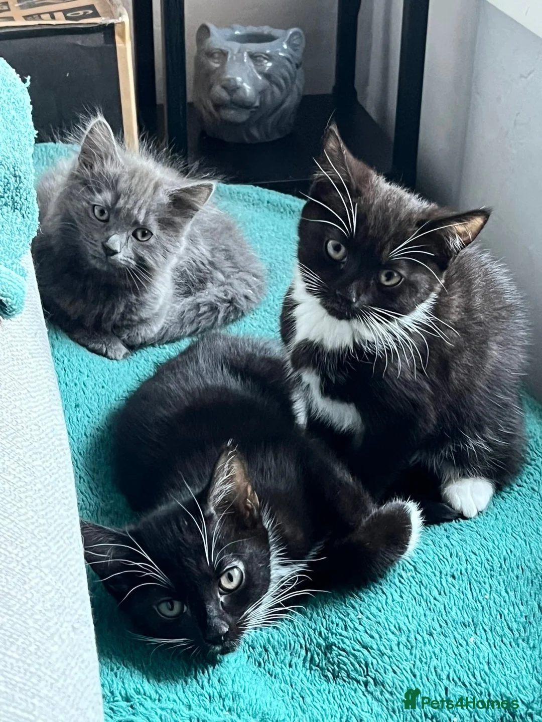 Russian Blue cats for sale: Tuxedo Domestic Short hair kittens  - Advert 2