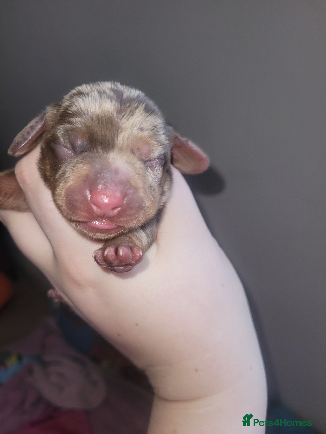 Dachshund dogs for sale: BROWN DAPPLE GIRL  - Image 1