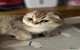 Scottish Fold cats for sale: Beautiful Gold chinchilla girl - Image 15